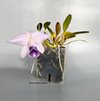 Laelia pumila coerulea '#2' x Laelia pumila coerulea 'Da. Rosinha' 💙